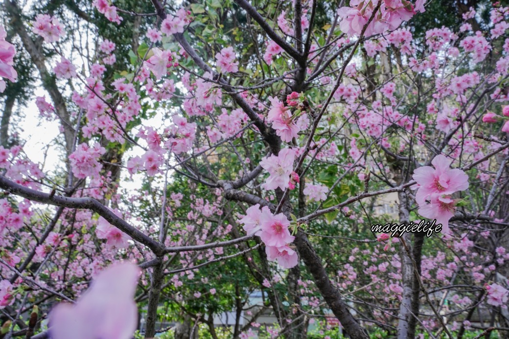 台北市賞櫻新景點，市中心台北國父紀念館也可以賞櫻，搭捷運就可以賞櫻花，還有一排櫻花步道 @瑪姬幸福過日子