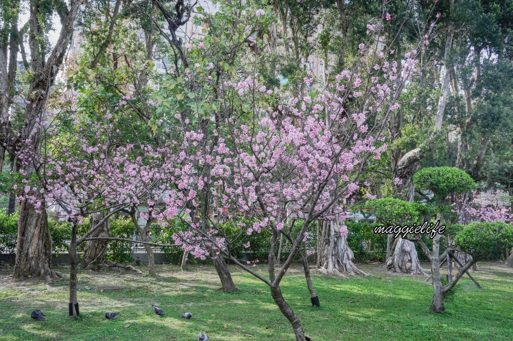 台北市賞櫻新景點，市中心台北國父紀念館也可以賞櫻，搭捷運就可以賞櫻花，還有一排櫻花步道 @瑪姬幸福過日子