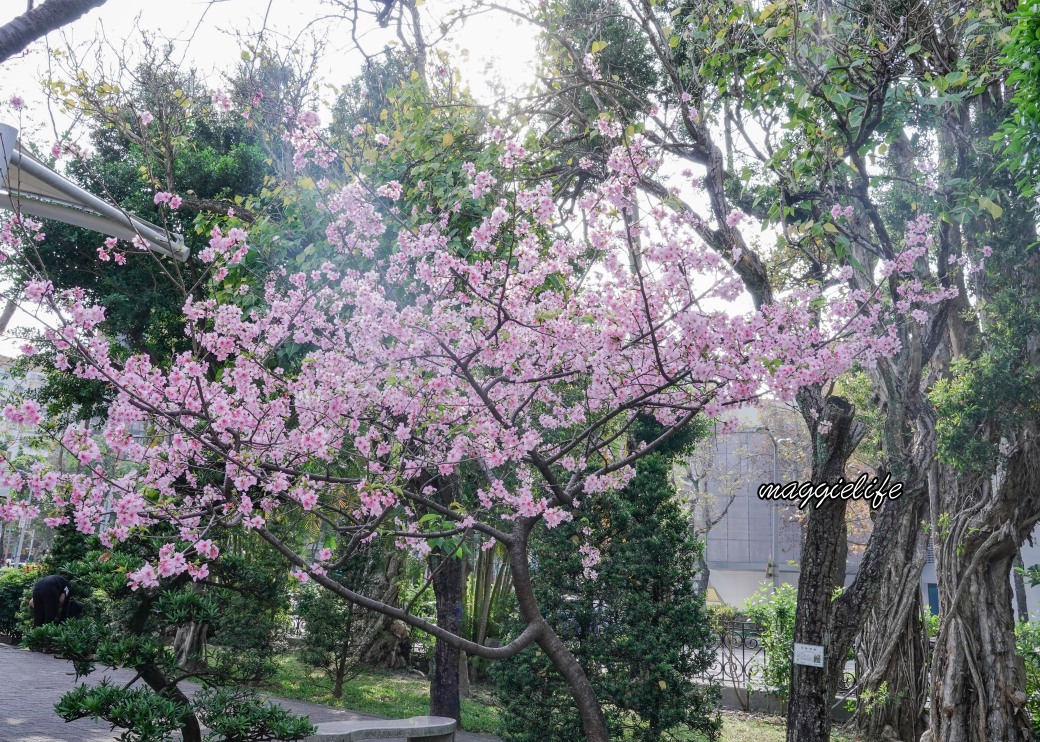 台北市賞櫻新景點，市中心台北國父紀念館也可以賞櫻，搭捷運就可以賞櫻花，還有一排櫻花步道 @瑪姬幸福過日子