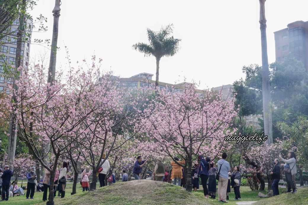 台北市賞櫻新景點，市中心台北國父紀念館也可以賞櫻，搭捷運就可以賞櫻花，還有一排櫻花步道 @瑪姬幸福過日子