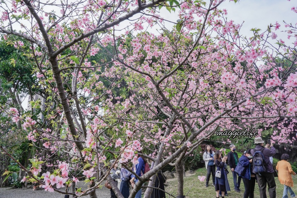 台北市賞櫻新景點，市中心台北國父紀念館也可以賞櫻，搭捷運就可以賞櫻花，還有一排櫻花步道 @瑪姬幸福過日子