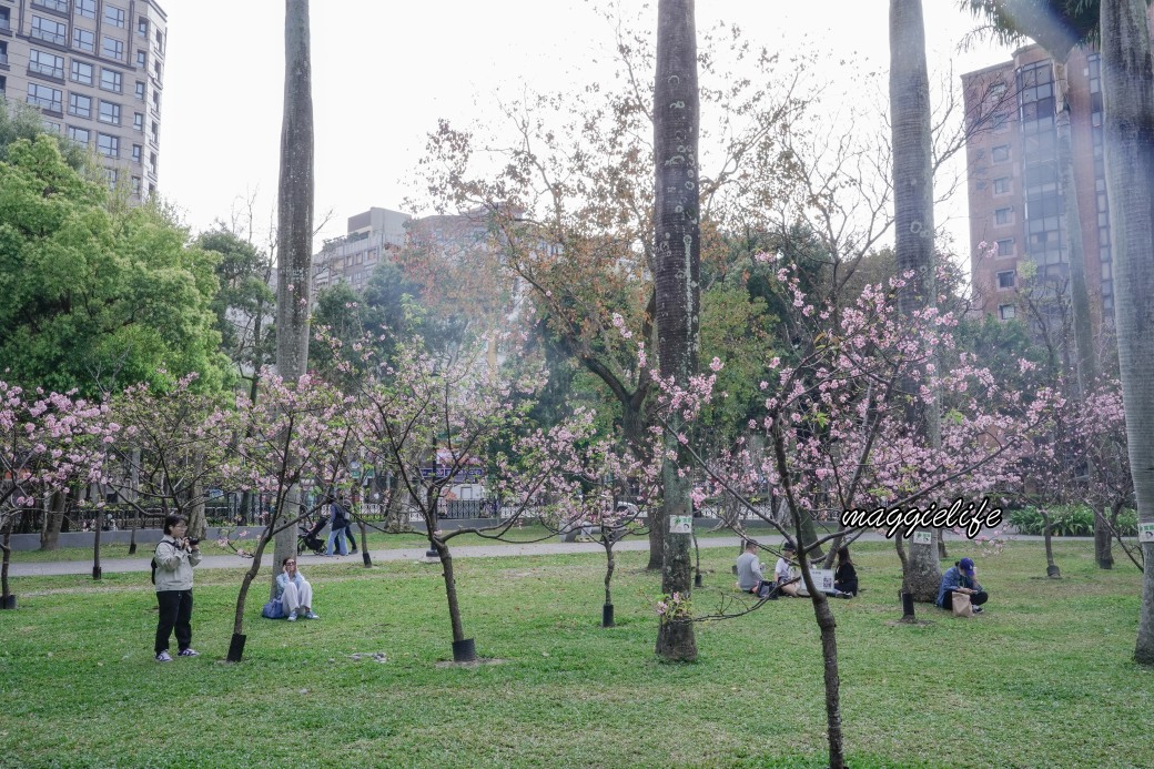 台北市賞櫻新景點，市中心台北國父紀念館也可以賞櫻，搭捷運就可以賞櫻花，還有一排櫻花步道 @瑪姬幸福過日子