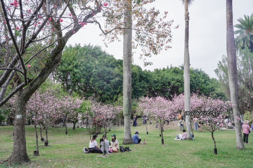 台北市賞櫻新景點，市中心台北國父紀念館也可以賞櫻，搭捷運就可以賞櫻花，還有一排櫻花步道 @瑪姬幸福過日子