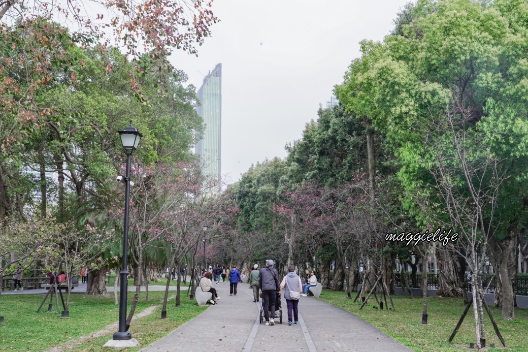 台北市賞櫻新景點，市中心台北國父紀念館也可以賞櫻，搭捷運就可以賞櫻花，還有一排櫻花步道 @瑪姬幸福過日子