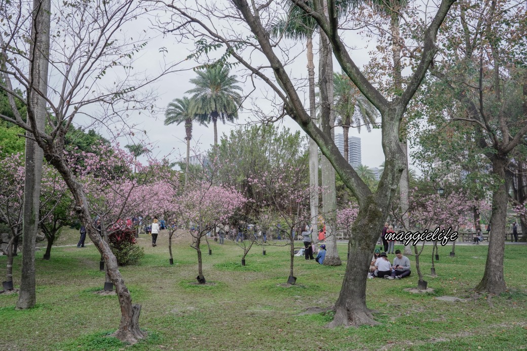 台北市賞櫻新景點，市中心台北國父紀念館也可以賞櫻，搭捷運就可以賞櫻花，還有一排櫻花步道 @瑪姬幸福過日子