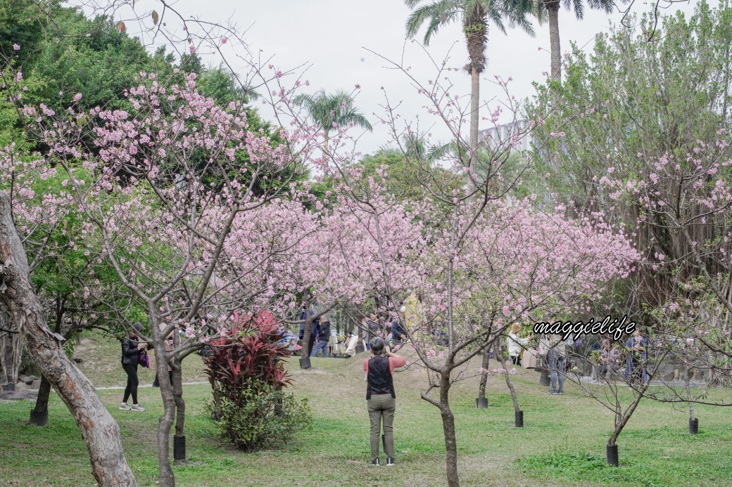 台北市賞櫻新景點，市中心台北國父紀念館也可以賞櫻，搭捷運就可以賞櫻花，還有一排櫻花步道 @瑪姬幸福過日子