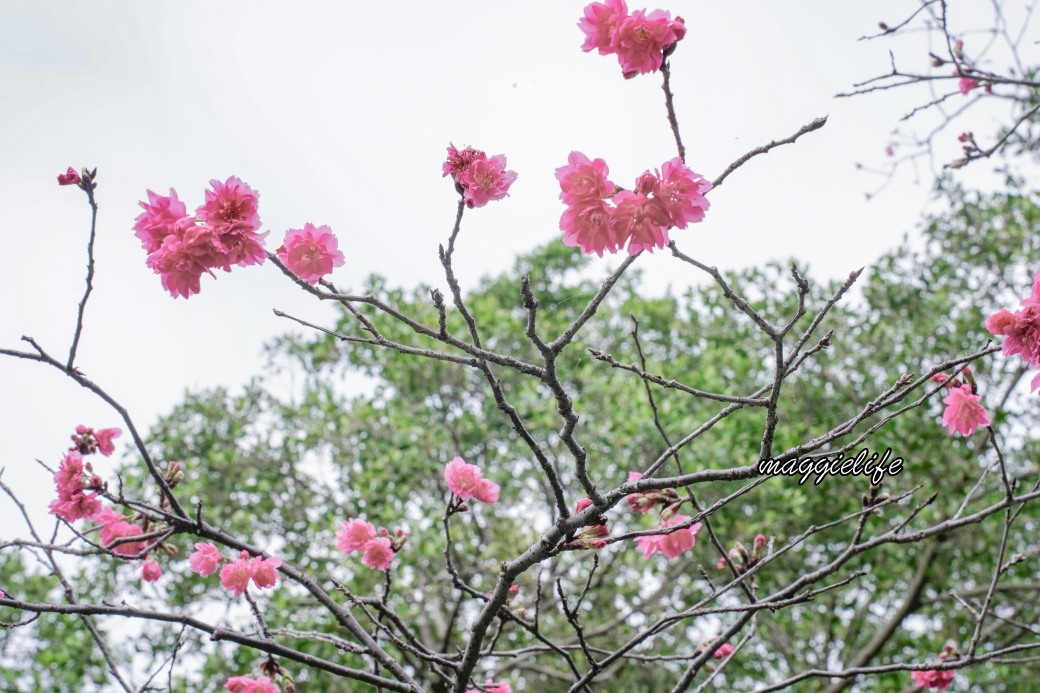 台北市賞櫻新景點，市中心台北國父紀念館也可以賞櫻，搭捷運就可以賞櫻花，還有一排櫻花步道 @瑪姬幸福過日子