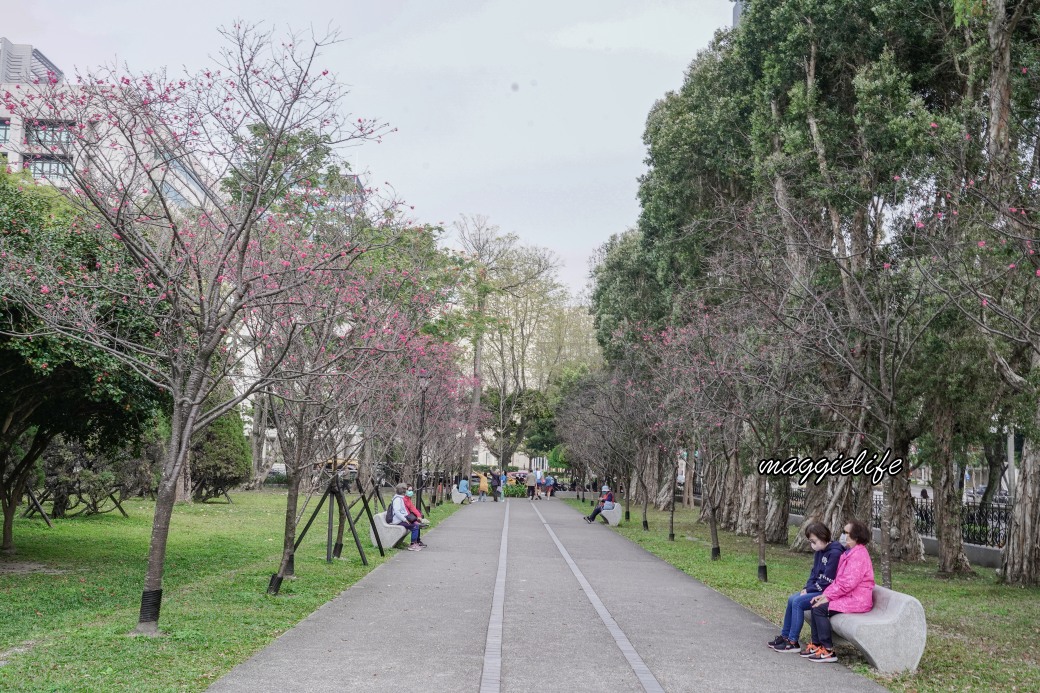 台北市賞櫻新景點，市中心台北國父紀念館也可以賞櫻，搭捷運就可以賞櫻花，還有一排櫻花步道 @瑪姬幸福過日子