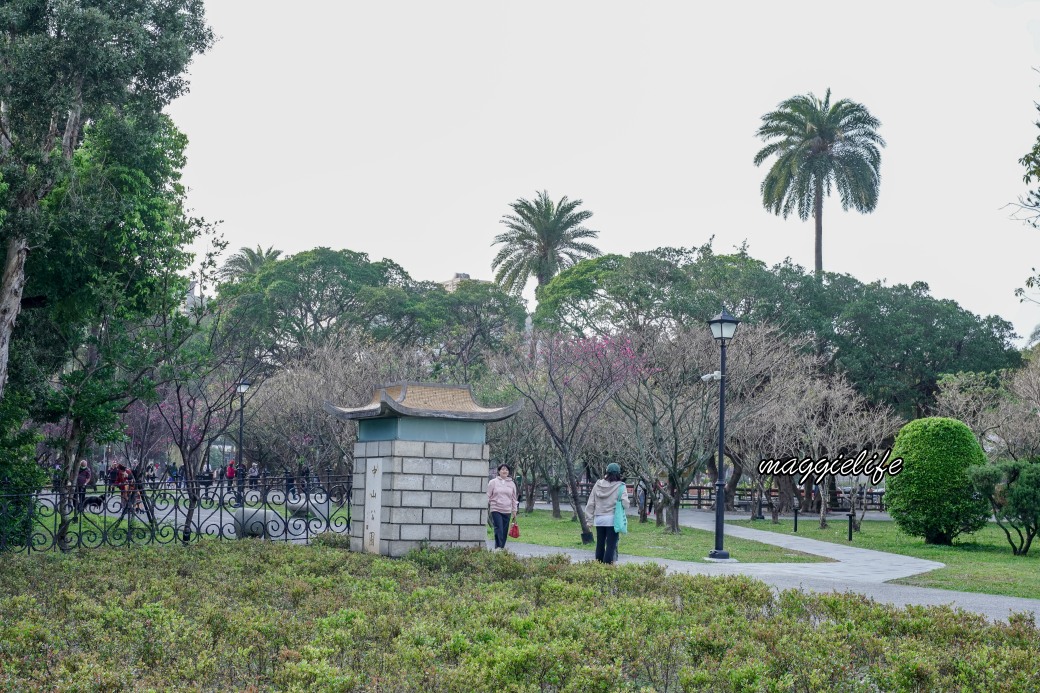 台北市賞櫻新景點，市中心台北國父紀念館也可以賞櫻，搭捷運就可以賞櫻花，還有一排櫻花步道 @瑪姬幸福過日子