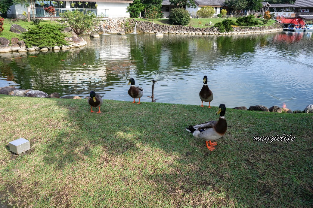 宜蘭最大日式莊園，綠舞日式主題園區，綠舞觀光飯店，和服體驗泡湯，跟可愛的水豚君、羊駝玩、擼貓，宵夜早餐通通吃到飽 @瑪姬幸福過日子