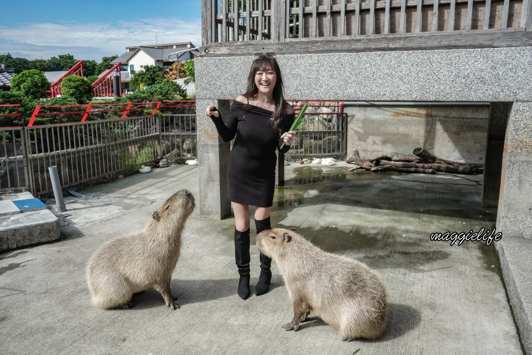 宜蘭綠舞觀光飯店，擼貓餵水豚君秒到日本日式庭園，和服體驗 @瑪姬幸福過日子