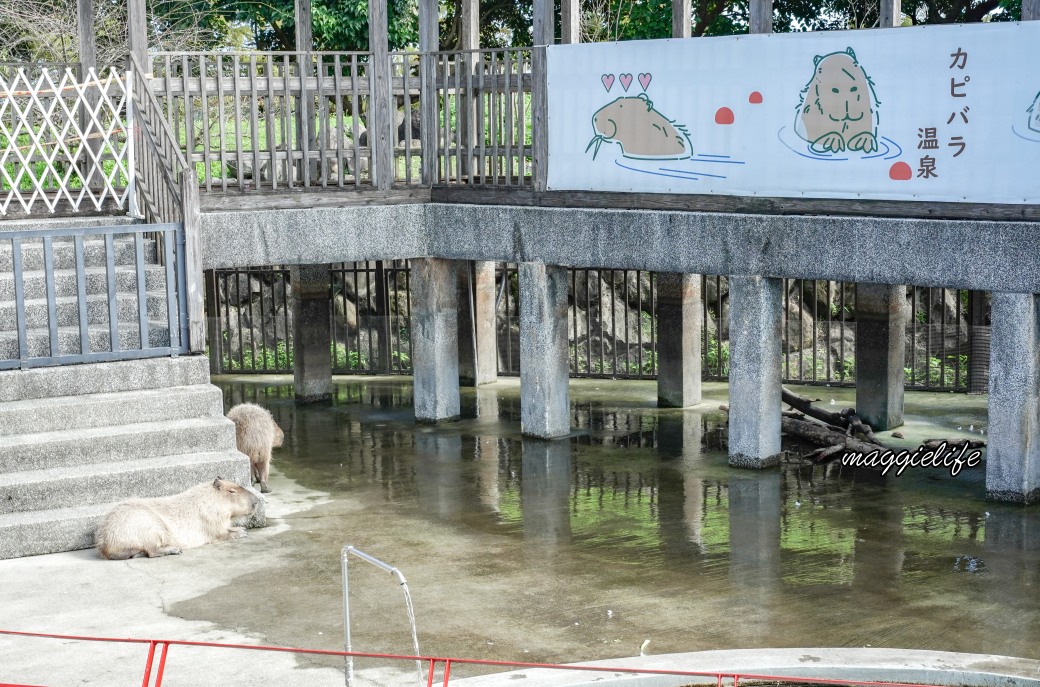 宜蘭最大日式莊園，綠舞日式主題園區，綠舞觀光飯店，和服體驗泡湯，跟可愛的水豚君、羊駝玩、擼貓，宵夜早餐通通吃到飽 @瑪姬幸福過日子