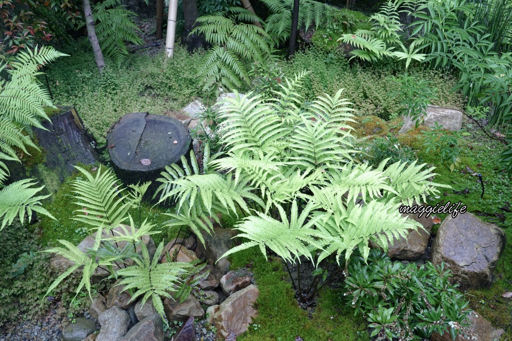 台北0KM山物所新開幕景點，台北新秘境，城市山林超療癒，森林系日式老宅coffeelaw咖啡進駐！ @瑪姬幸福過日子