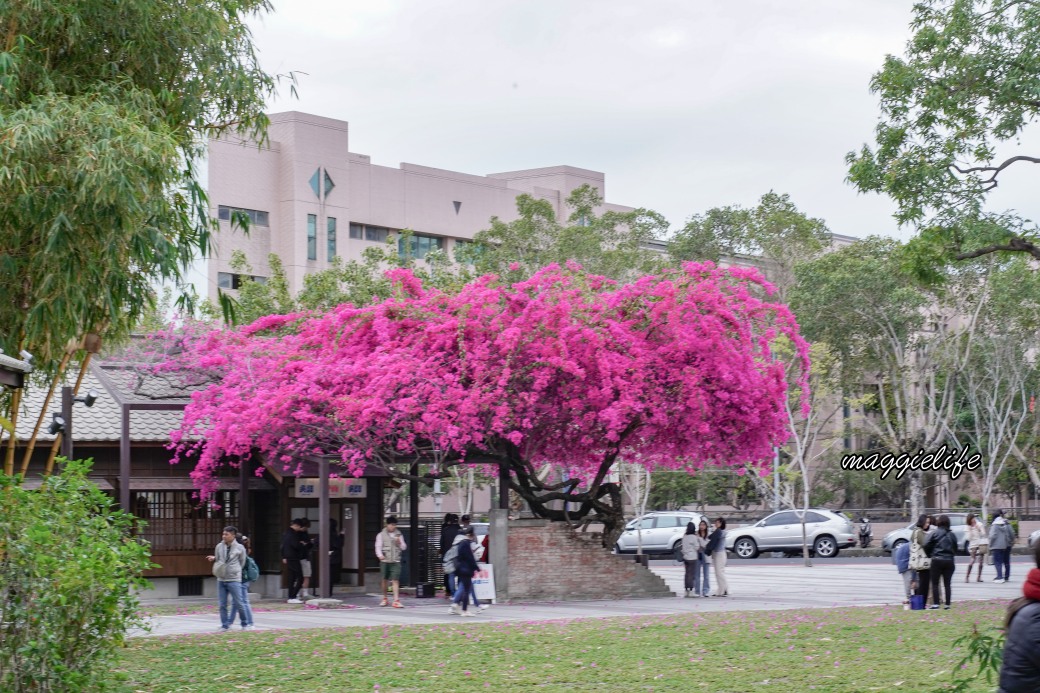 台中國家漫畫博物館新景點，秒到日本日式建築，8大主題館，19棟日式古蹟，親子旅遊推薦 @瑪姬幸福過日子