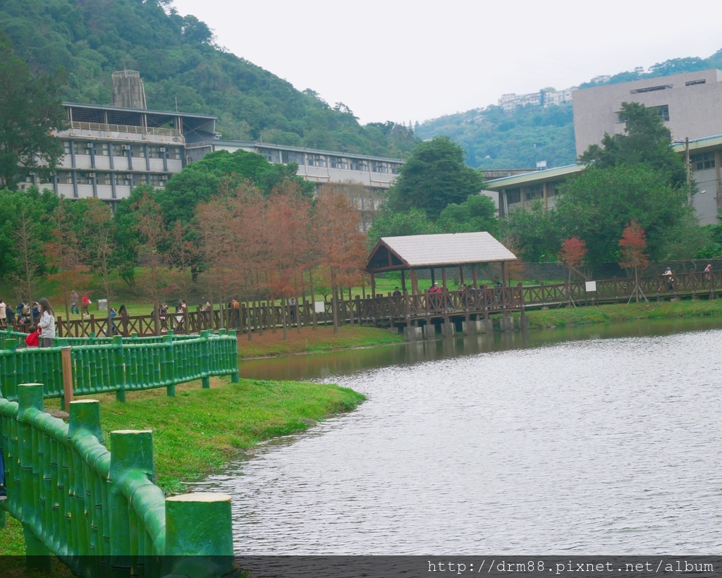 台北落羽松景點，台北原住民文化主題公園，冬季限定的落羽松美景，市區的小秘境＠瑪姬幸福過日子 @瑪姬幸福過日子