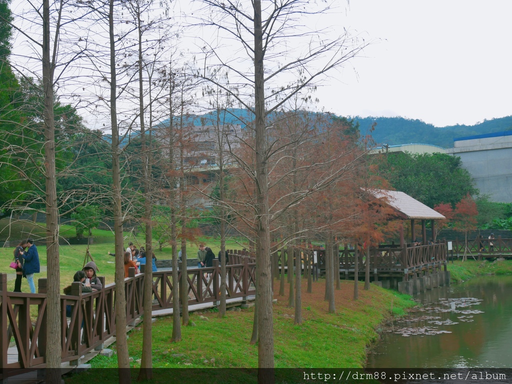 台北落羽松景點，台北原住民文化主題公園，冬季限定的落羽松美景，市區的小秘境＠瑪姬幸福過日子 @瑪姬幸福過日子