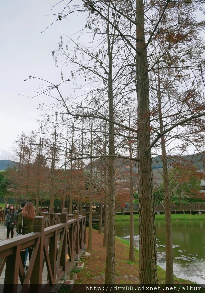 台北落羽松景點，台北原住民文化主題公園，冬季限定的落羽松美景，市區的小秘境＠瑪姬幸福過日子 @瑪姬幸福過日子