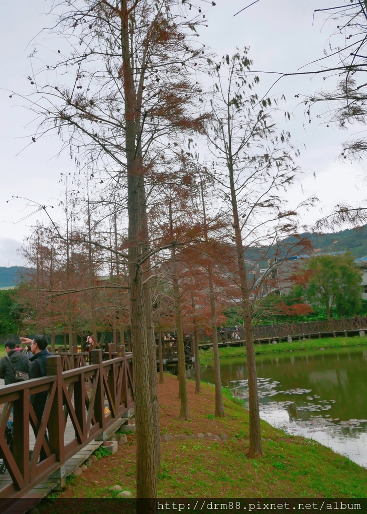 台北落羽松景點，台北原住民文化主題公園，冬季限定的落羽松美景，市區的小秘境＠瑪姬幸福過日子 @瑪姬幸福過日子