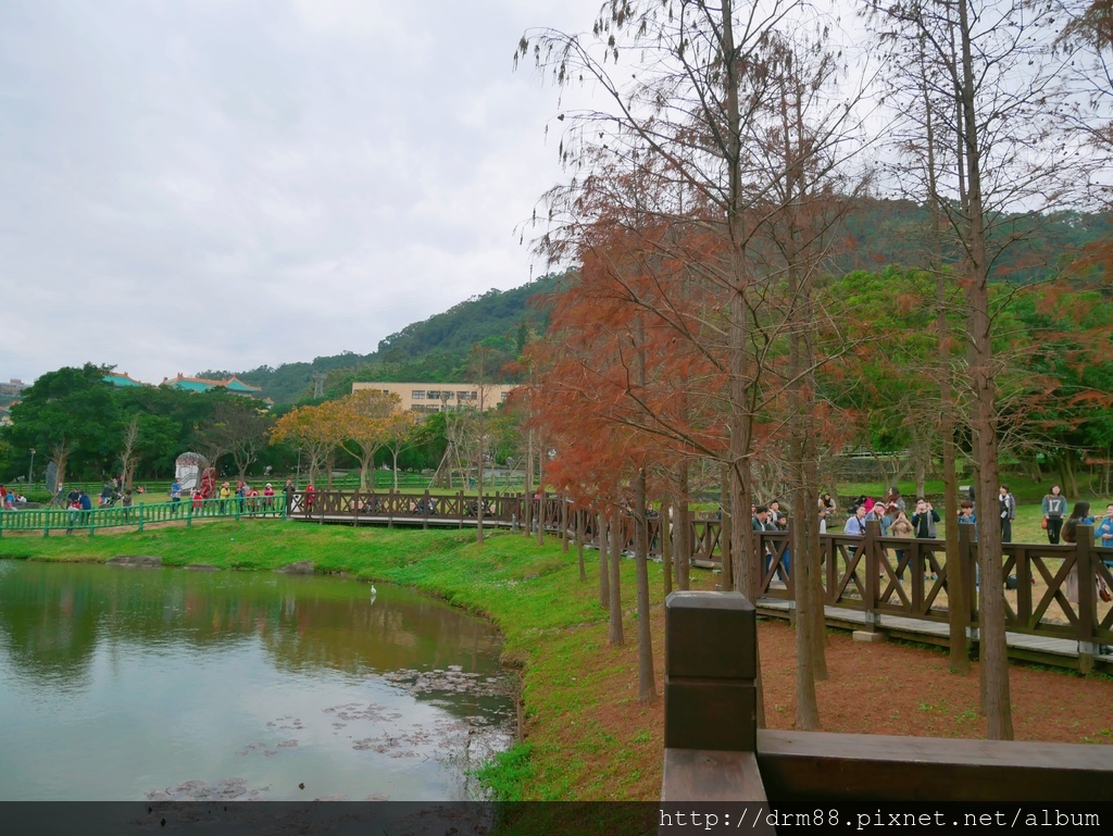 台北落羽松景點，台北原住民文化主題公園，冬季限定的落羽松美景，市區的小秘境＠瑪姬幸福過日子 @瑪姬幸福過日子