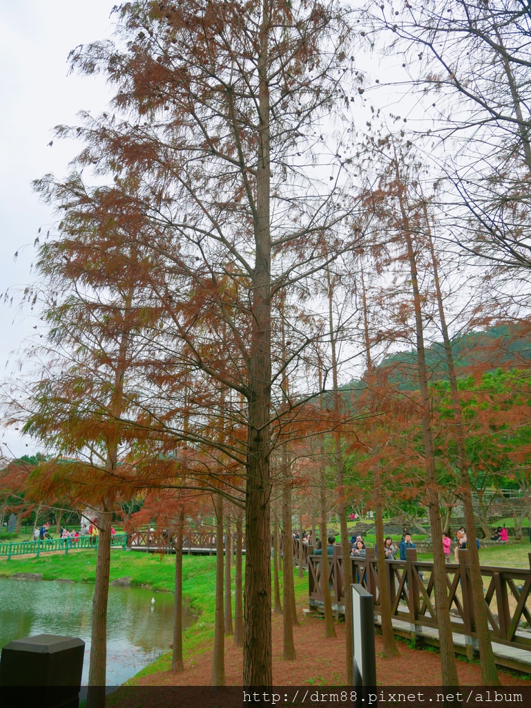 台北落羽松景點，台北原住民文化主題公園，冬季限定的落羽松美景，市區的小秘境＠瑪姬幸福過日子 @瑪姬幸福過日子