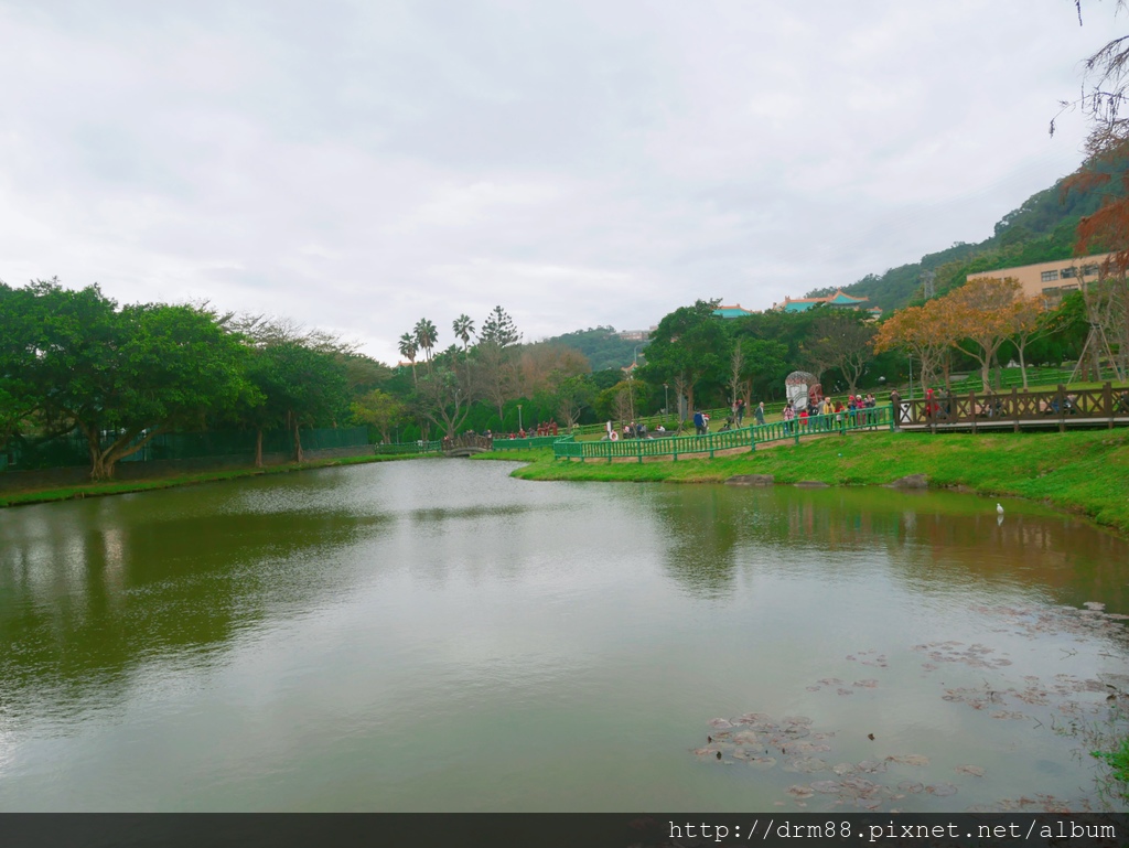 台北落羽松景點，台北原住民文化主題公園，冬季限定的落羽松美景，市區的小秘境＠瑪姬幸福過日子 @瑪姬幸福過日子