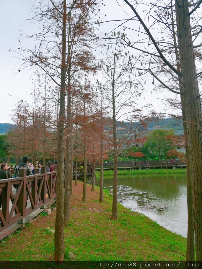 台北落羽松景點，台北原住民文化主題公園，冬季限定的落羽松美景，市區的小秘境＠瑪姬幸福過日子 @瑪姬幸福過日子