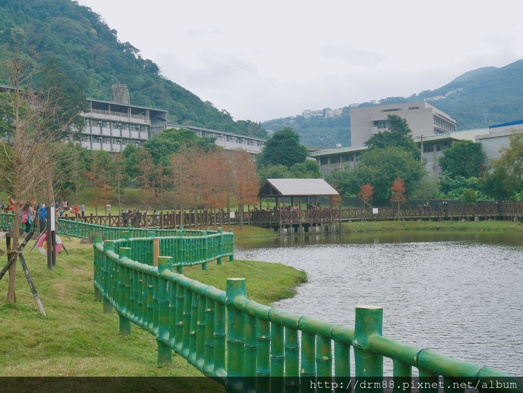 台北落羽松景點，台北原住民文化主題公園，冬季限定的落羽松美景，市區的小秘境＠瑪姬幸福過日子 @瑪姬幸福過日子