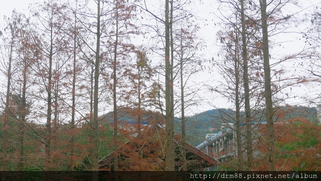 台北落羽松景點，台北原住民文化主題公園，冬季限定的落羽松美景，市區的小秘境＠瑪姬幸福過日子 @瑪姬幸福過日子