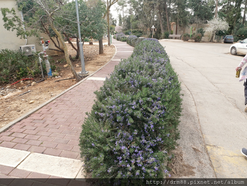 【以色列景點】全世界獨一無二的Kibbutz 以色列集體農場 ，台灣沒有的農莊＠瑪姬幸福過日子 @瑪姬幸福過日子