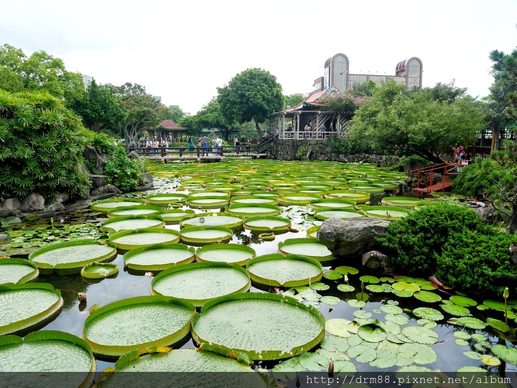 台北景點,雙溪公園大王蓮飄浮之旅,免費乘坐大王蓮8/10開始報名＠瑪姬幸福過日子 @瑪姬幸福過日子