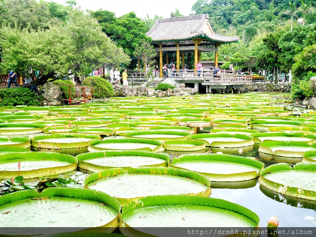 台北景點,雙溪公園大王蓮飄浮之旅,免費乘坐大王蓮8/10開始報名＠瑪姬幸福過日子 @瑪姬幸福過日子