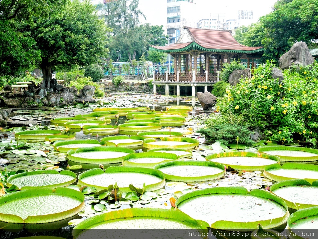 台北景點,雙溪公園大王蓮飄浮之旅,免費乘坐大王蓮8/10開始報名＠瑪姬幸福過日子 @瑪姬幸福過日子