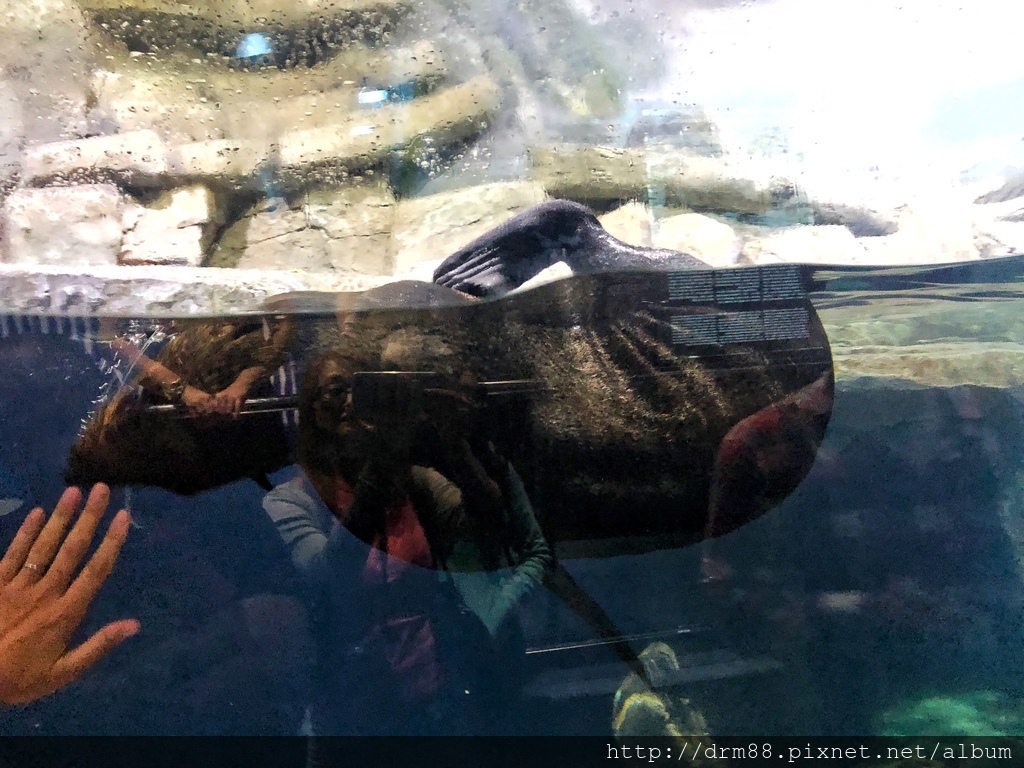 【俄羅斯海參崴 水族館】海參崴自由行,海參崴水族館,海參崴親子景點,俄羅斯島必遊景點＠瑪姬幸福過日子 @瑪姬幸福過日子