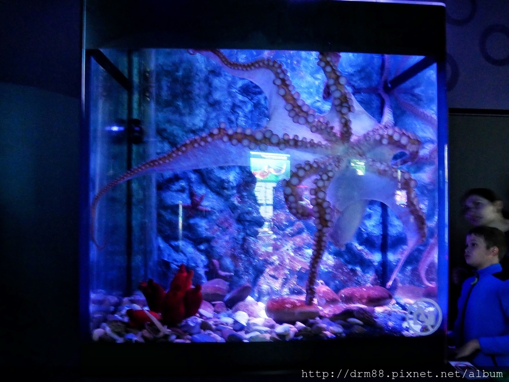 【俄羅斯海參崴 水族館】海參崴自由行,海參崴水族館,海參崴親子景點,俄羅斯島必遊景點＠瑪姬幸福過日子 @瑪姬幸福過日子