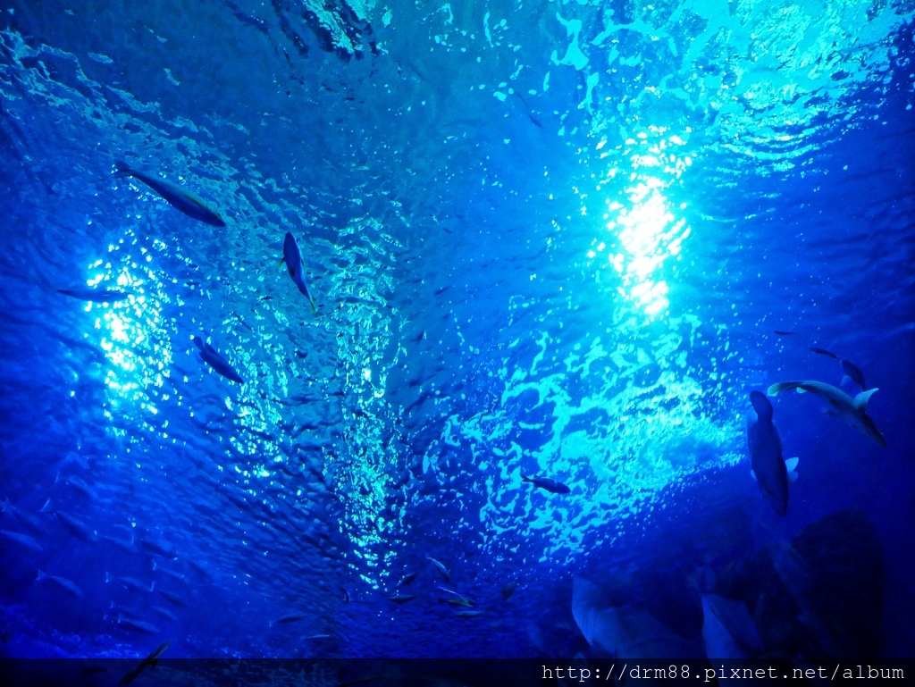 【俄羅斯海參崴 水族館】海參崴自由行,海參崴水族館,海參崴親子景點,俄羅斯島必遊景點＠瑪姬幸福過日子 @瑪姬幸福過日子