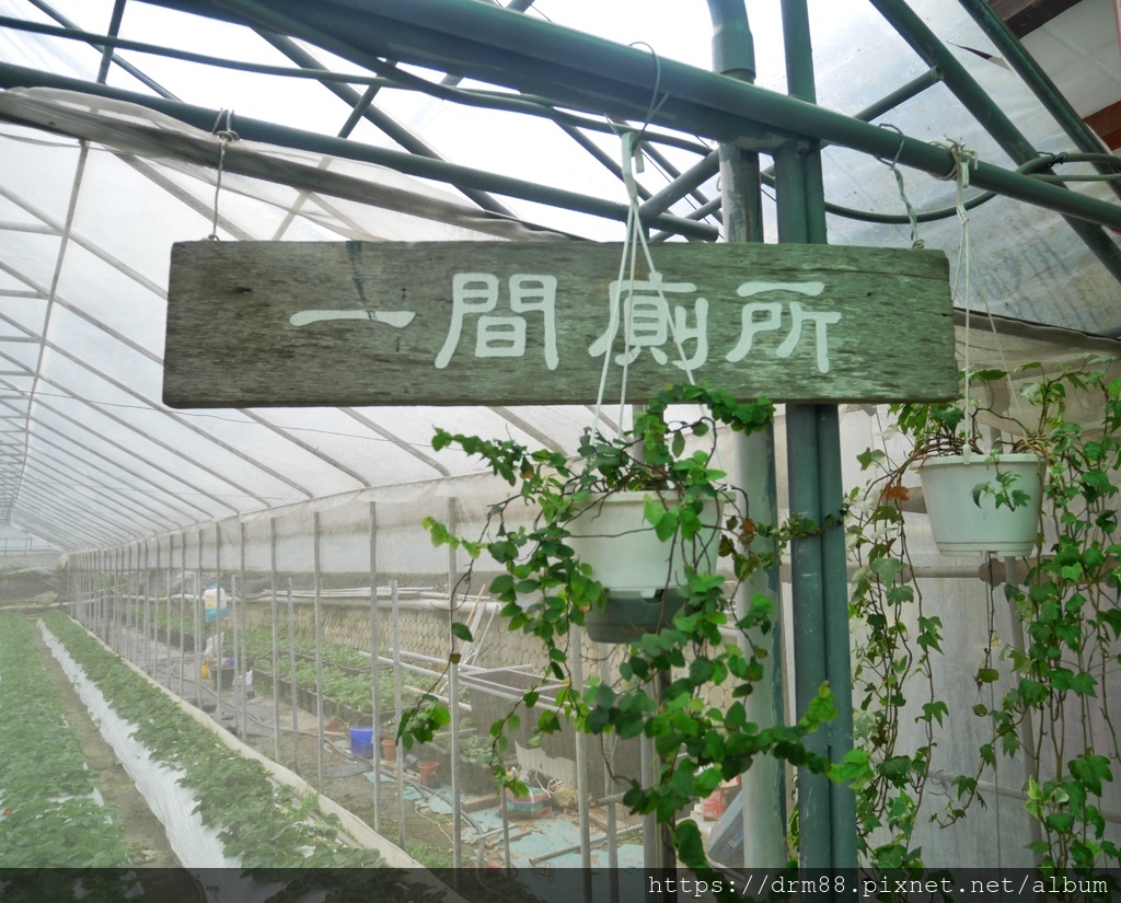 內湖草莓季｜台北採草莓一日遊，莓圃觀光休閒果園採草莓，交通，價位，台北親子景點推薦 @瑪姬幸福過日子