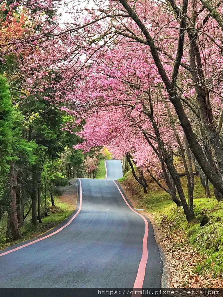 2024內湖樂活公園，內湖樂活夜櫻季，台北市賞櫻熱門景點，交通，花期，特色，路線，停車攻略！ @瑪姬幸福過日子