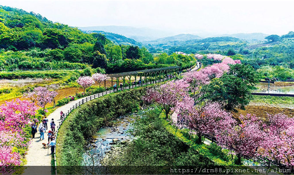 2022新北三芝櫻花季，三生步道賞櫻花，超美的,16,000棵粉霧海映河畔 ，交通，花季，附北部賞櫻熱點＠瑪姬幸福過日子 @瑪姬幸福過日子