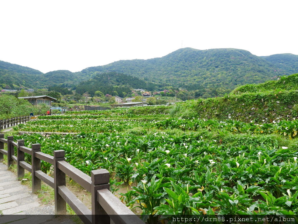 2024陽明山竹子湖海芋季｜竹子湖海芋大道搶先看，交通，花期，採海芋小撇步，台北旅遊景點 。 @瑪姬幸福過日子