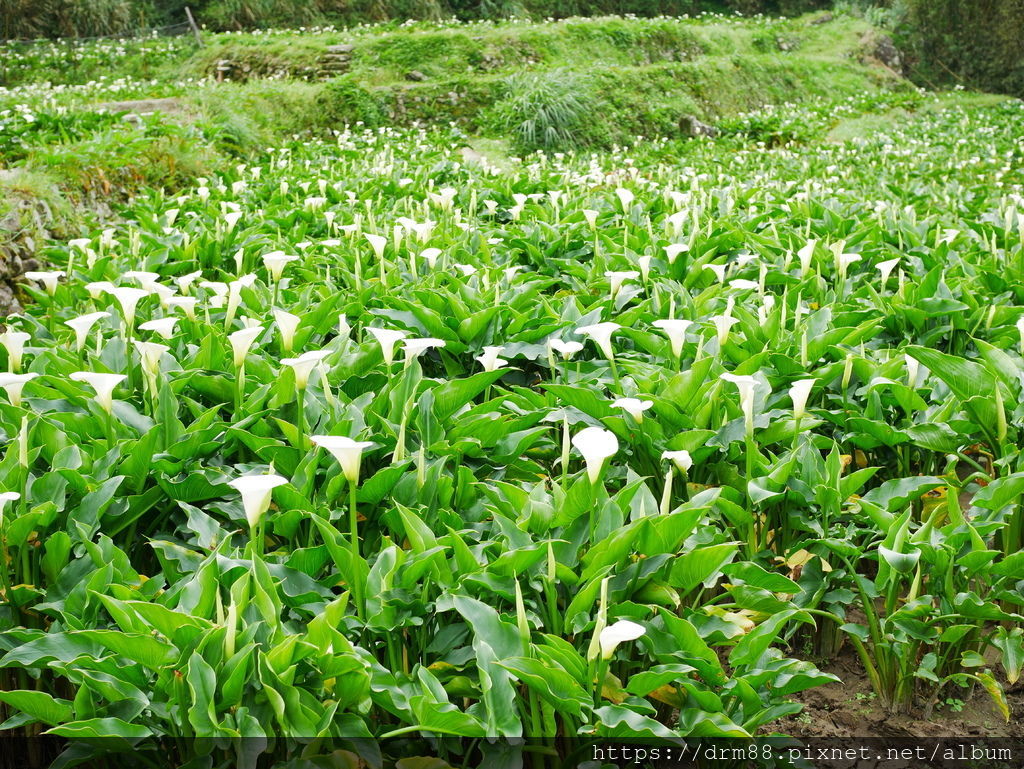 2024陽明山竹子湖海芋季｜竹子湖海芋大道搶先看，交通，花期，採海芋小撇步，台北旅遊景點 。 @瑪姬幸福過日子