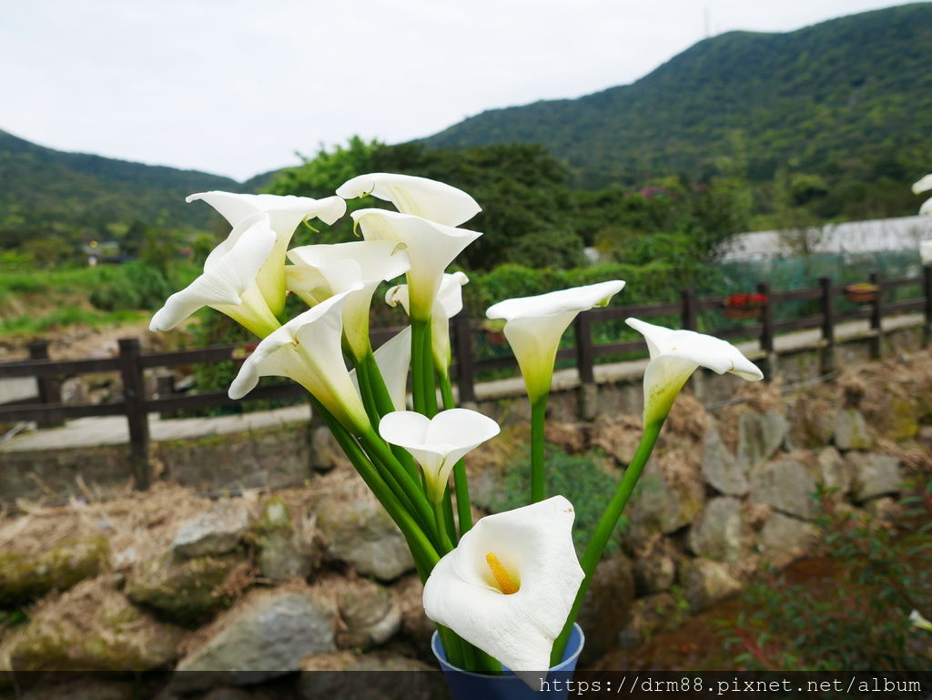 2024陽明山竹子湖海芋季｜竹子湖海芋大道搶先看，交通，花期，採海芋小撇步，台北旅遊景點 。 @瑪姬幸福過日子