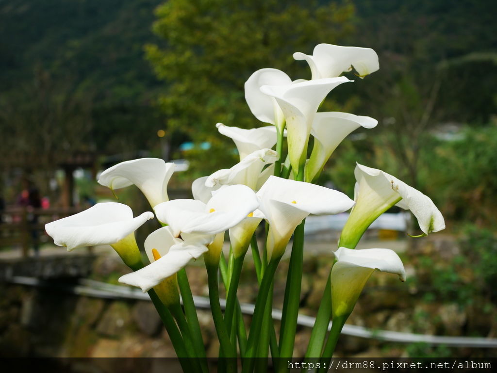 2024陽明山竹子湖海芋季｜竹子湖海芋大道搶先看，交通，花期，採海芋小撇步，台北旅遊景點 。 @瑪姬幸福過日子