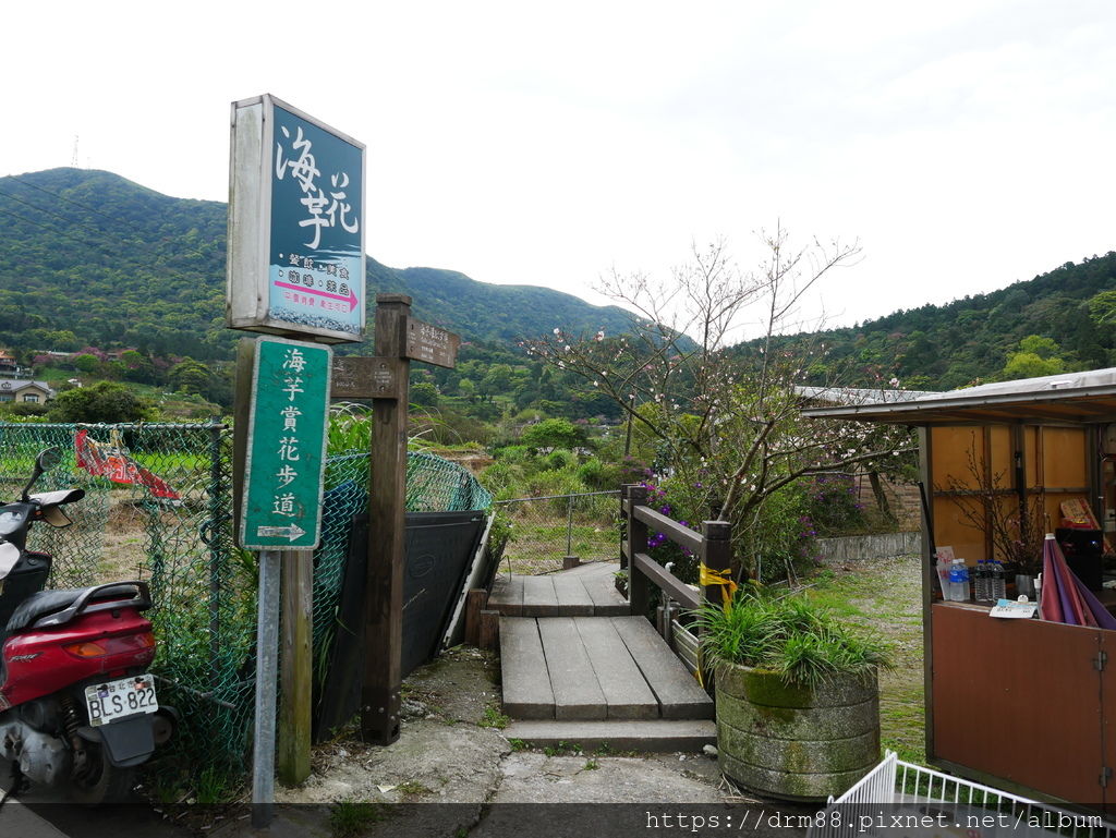 2024陽明山竹子湖海芋季｜竹子湖海芋大道搶先看，交通，花期，採海芋小撇步，台北旅遊景點 。 @瑪姬幸福過日子