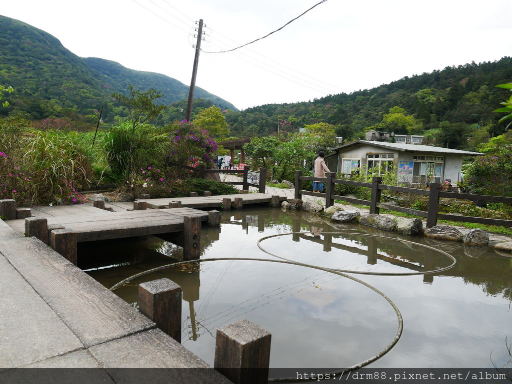 2024陽明山竹子湖海芋季｜竹子湖海芋大道搶先看，交通，花期，採海芋小撇步，台北旅遊景點 。 @瑪姬幸福過日子