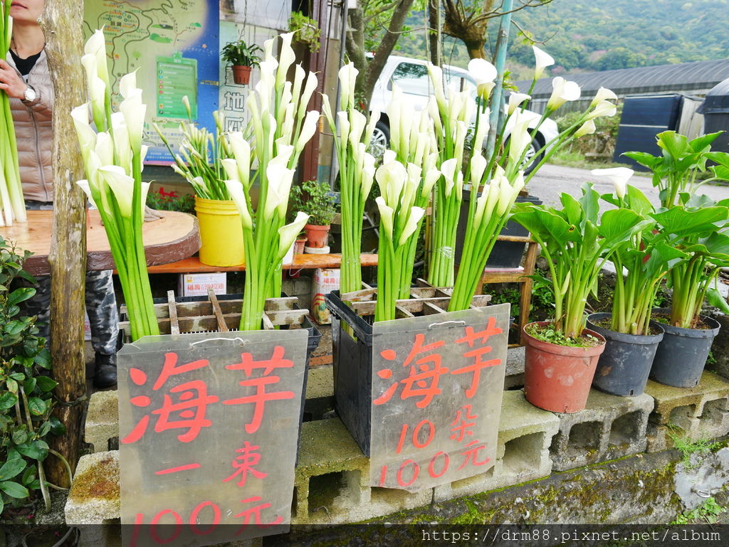 2024陽明山竹子湖海芋季｜竹子湖海芋大道搶先看，交通，花期，採海芋小撇步，台北旅遊景點 。 @瑪姬幸福過日子