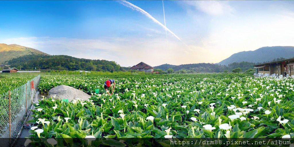 2024陽明山竹子湖海芋季｜竹子湖海芋大道搶先看，交通，花期，採海芋小撇步，台北旅遊景點 。 @瑪姬幸福過日子