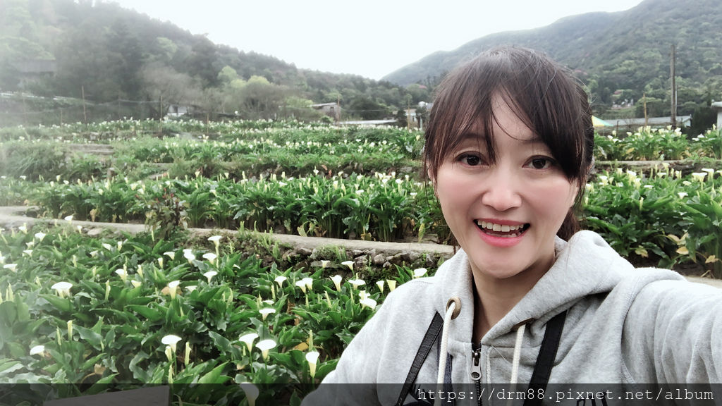 2024陽明山竹子湖海芋季｜竹子湖海芋大道搶先看，交通，花期，採海芋小撇步，台北旅遊景點 。 @瑪姬幸福過日子