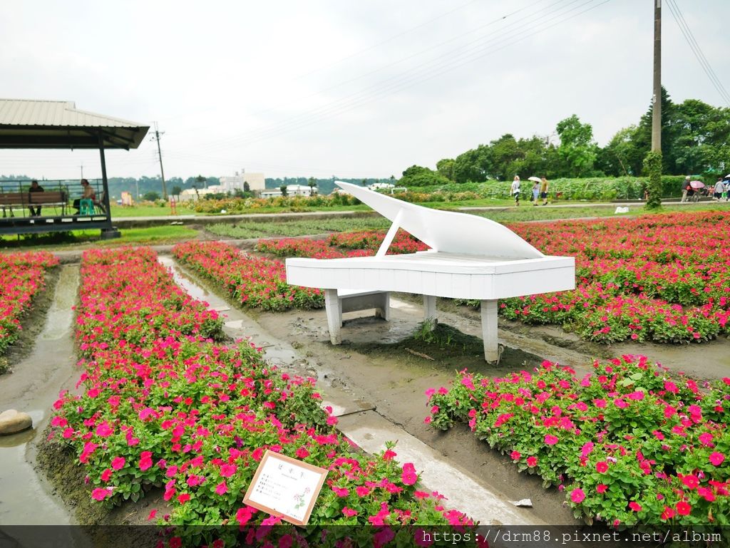 【台中旅遊景點】 中社觀光花市, 十三大IG必拍景點大公開！台中一年四季賞花景點,門票＠瑪姬幸福過日子 @瑪姬幸福過日子