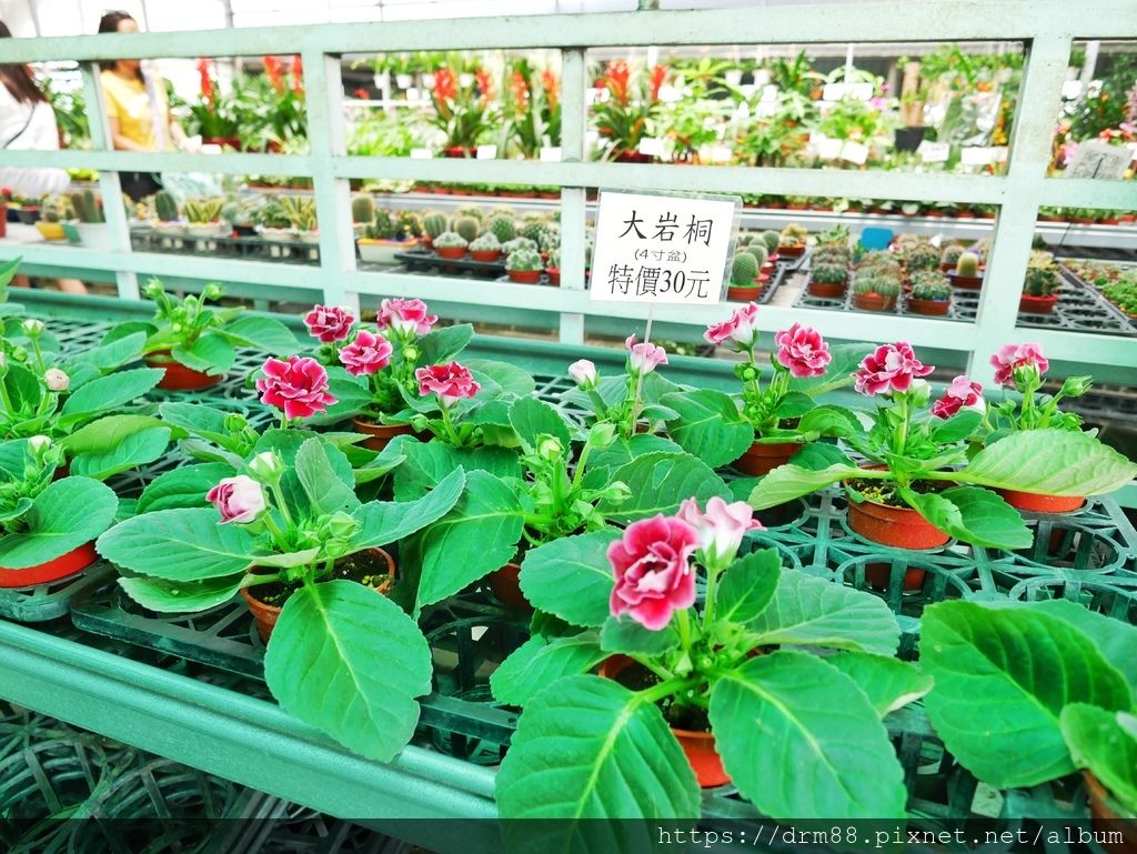 【台中旅遊景點】 中社觀光花市, 十三大IG必拍景點大公開！台中一年四季賞花景點,門票＠瑪姬幸福過日子 @瑪姬幸福過日子