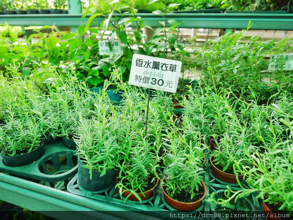 【台中旅遊景點】 中社觀光花市, 十三大IG必拍景點大公開！台中一年四季賞花景點,門票＠瑪姬幸福過日子 @瑪姬幸福過日子